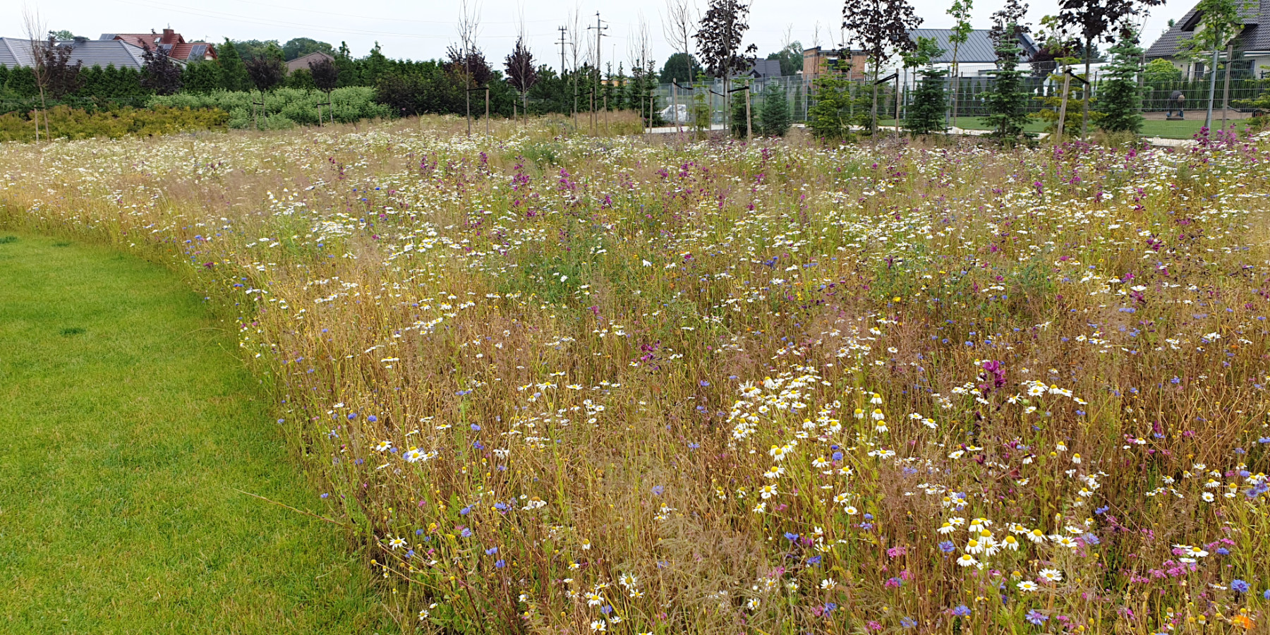 Ogrody 604 - Zakładanie ogrodów - Zdjęcie 2