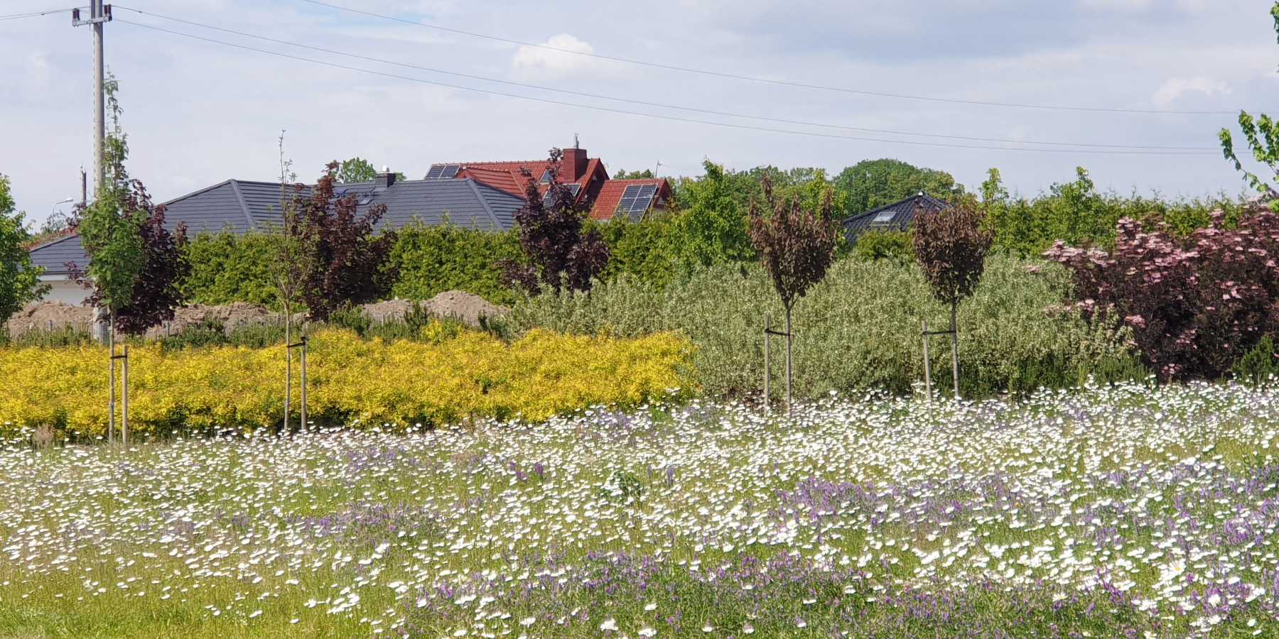 Ogrody 604 - Zakładanie ogrodów - Zdjęcie 3