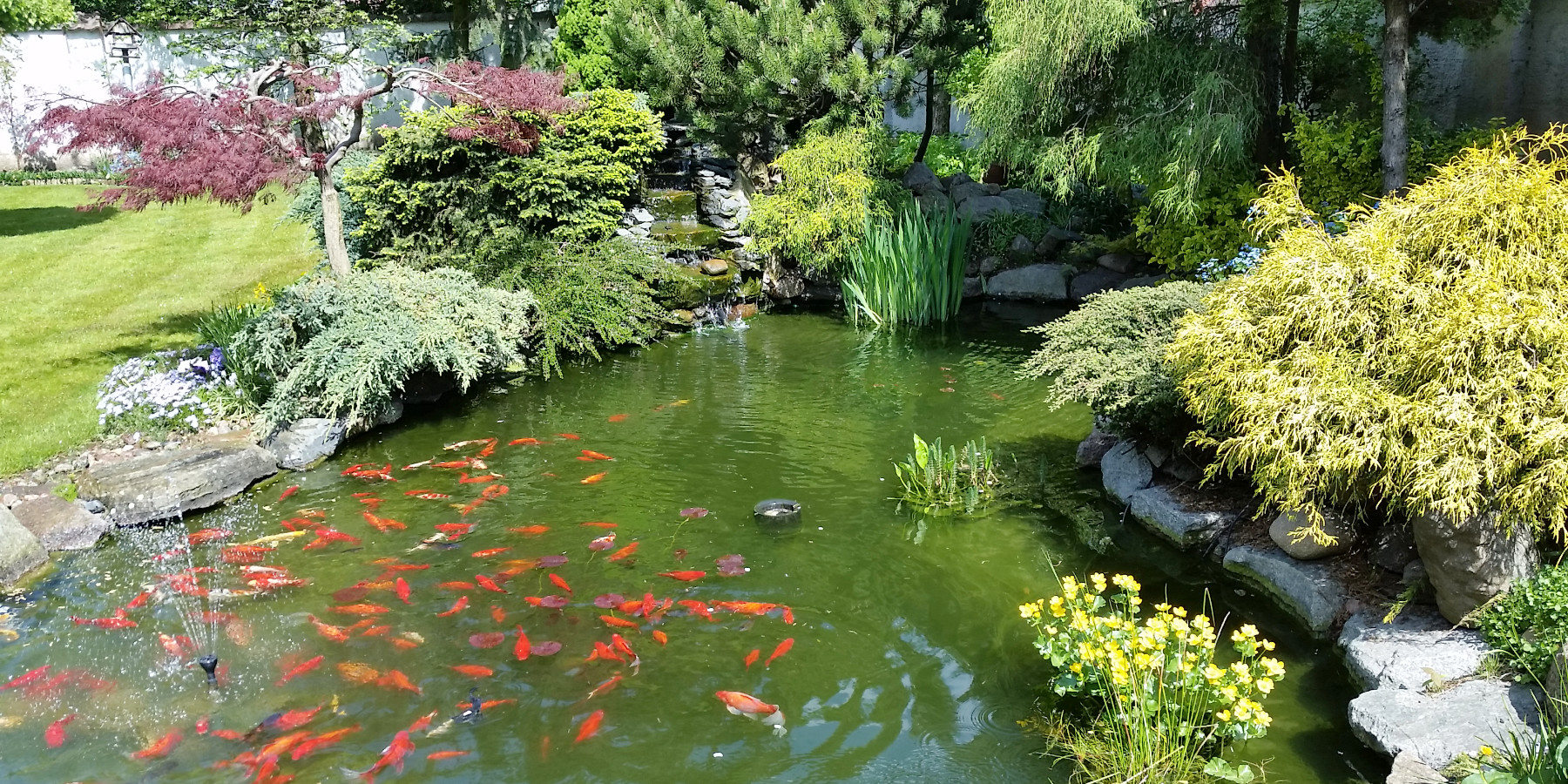 Ogrody 604 - Zakładanie ogrodów - Zdjęcie 6